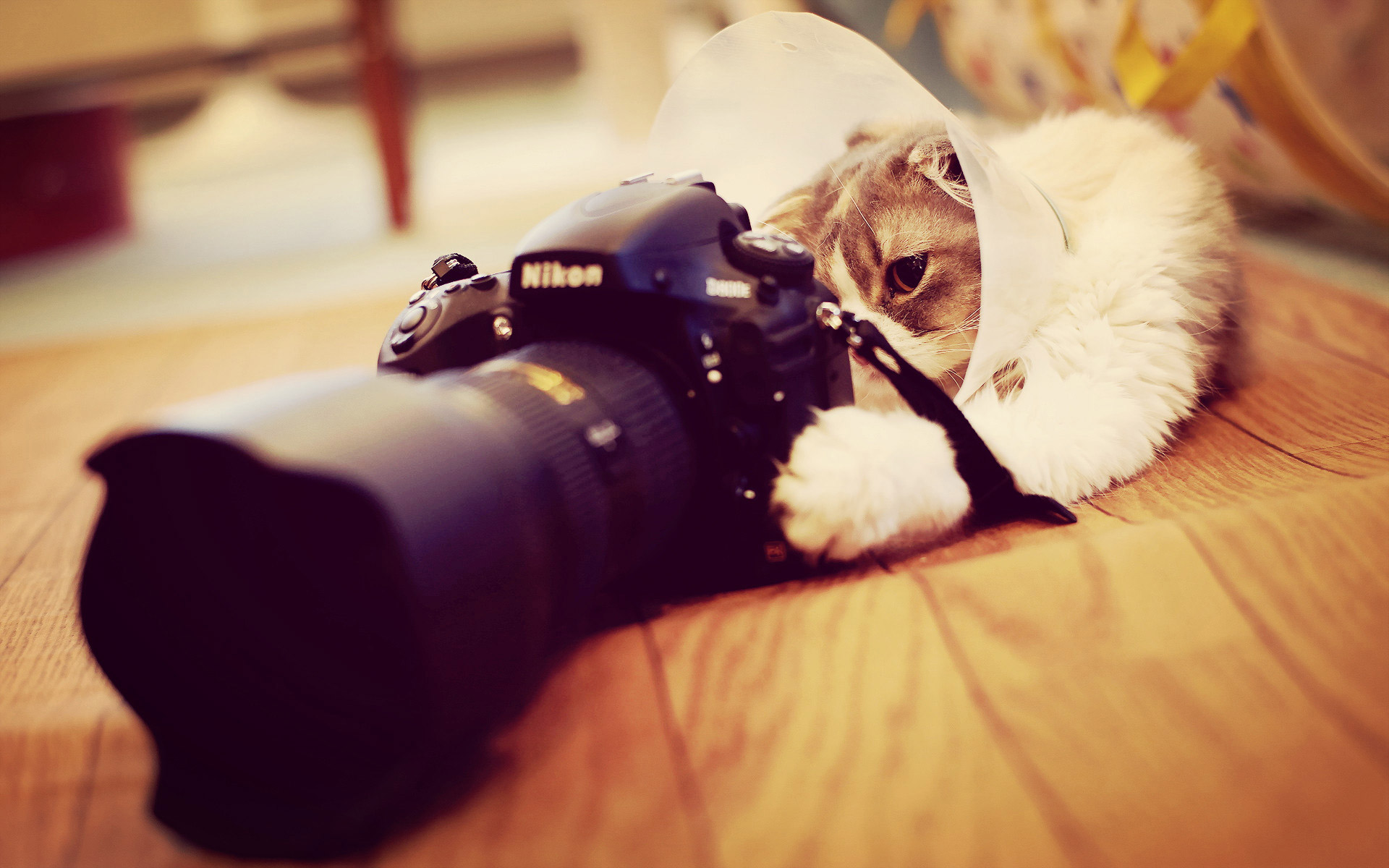 wallpaper แมว,photograph,cat,cameras & optics,camera,photography