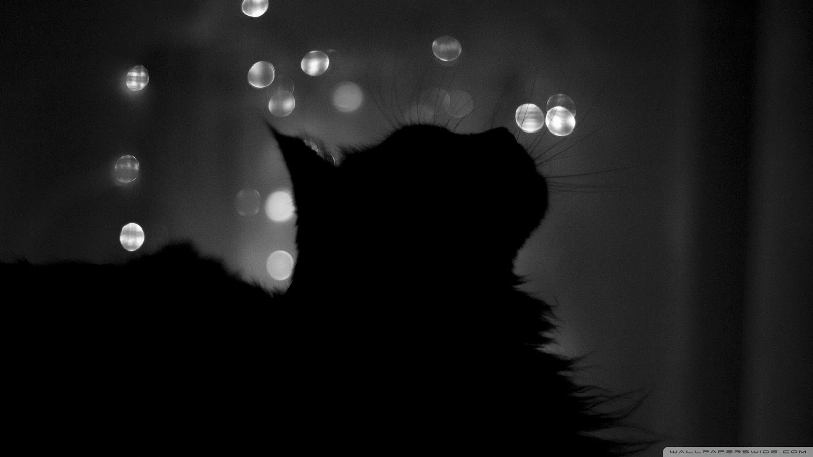fond d'écran chat noir hd,noir,noir et blanc,lumière,photographie monochrome,ténèbres