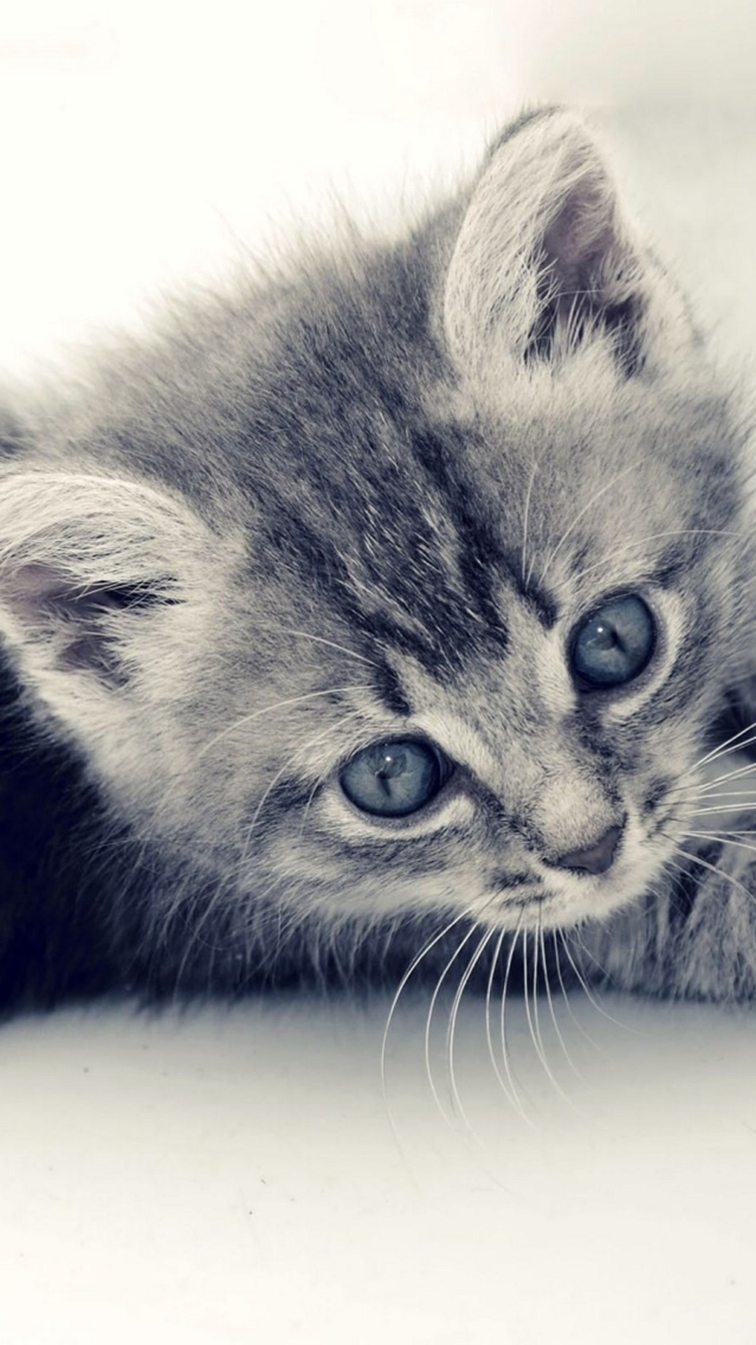 kitten iphone wallpaper,cat,mammal,small to medium sized cats,felidae,whiskers