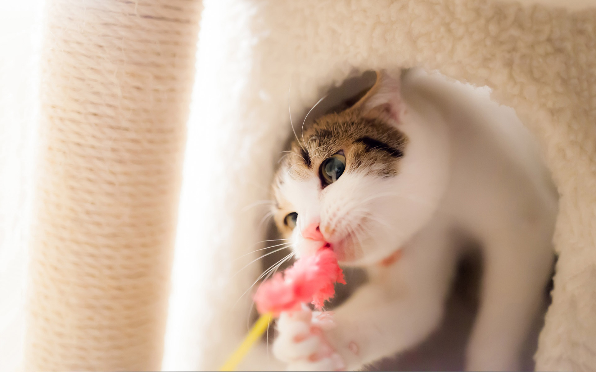 벽지,고양이,구레나룻,중소형 고양이,felidae,주둥이