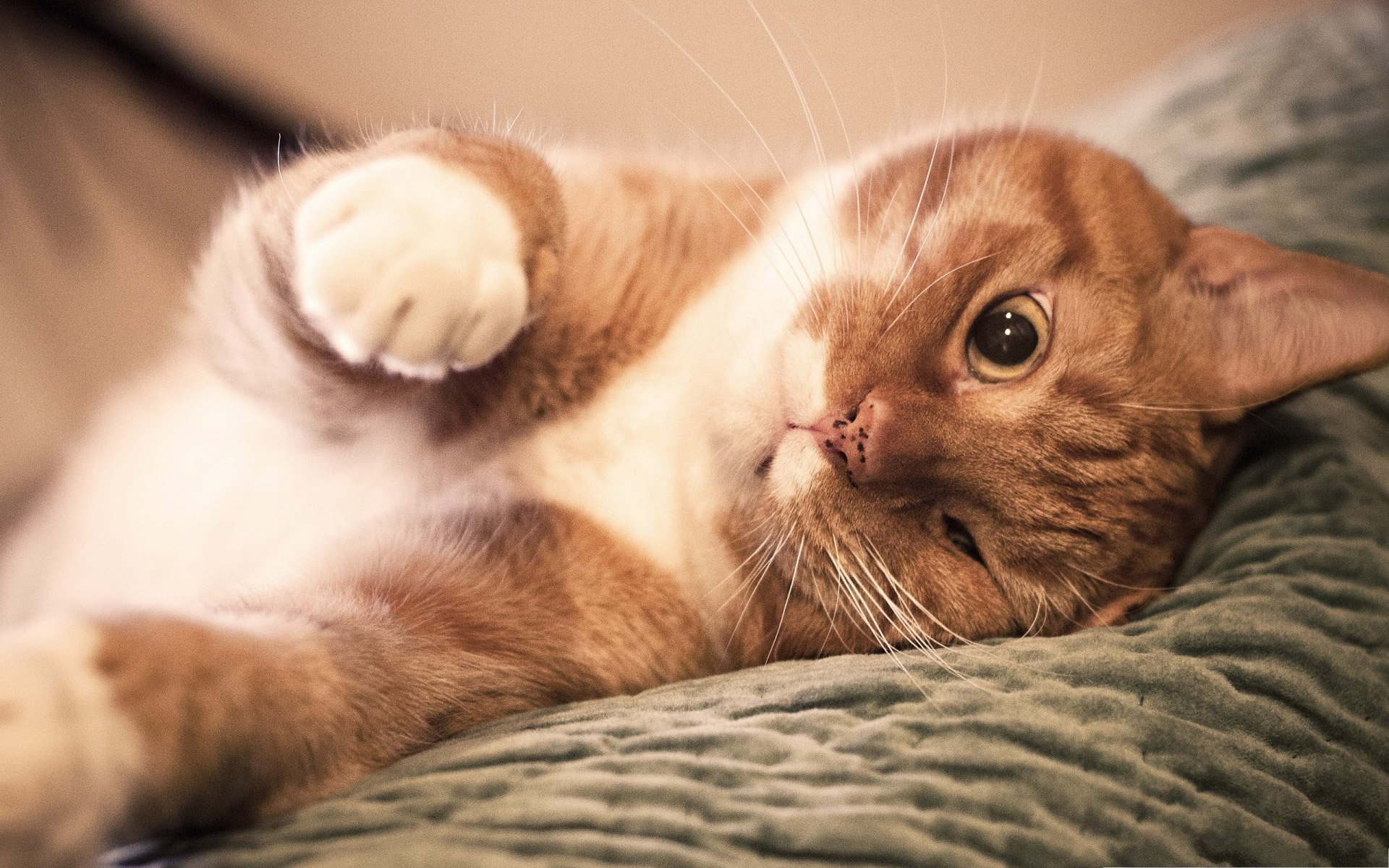 fond d'écran,chat,chats de petite à moyenne taille,félidés,moustaches,museau