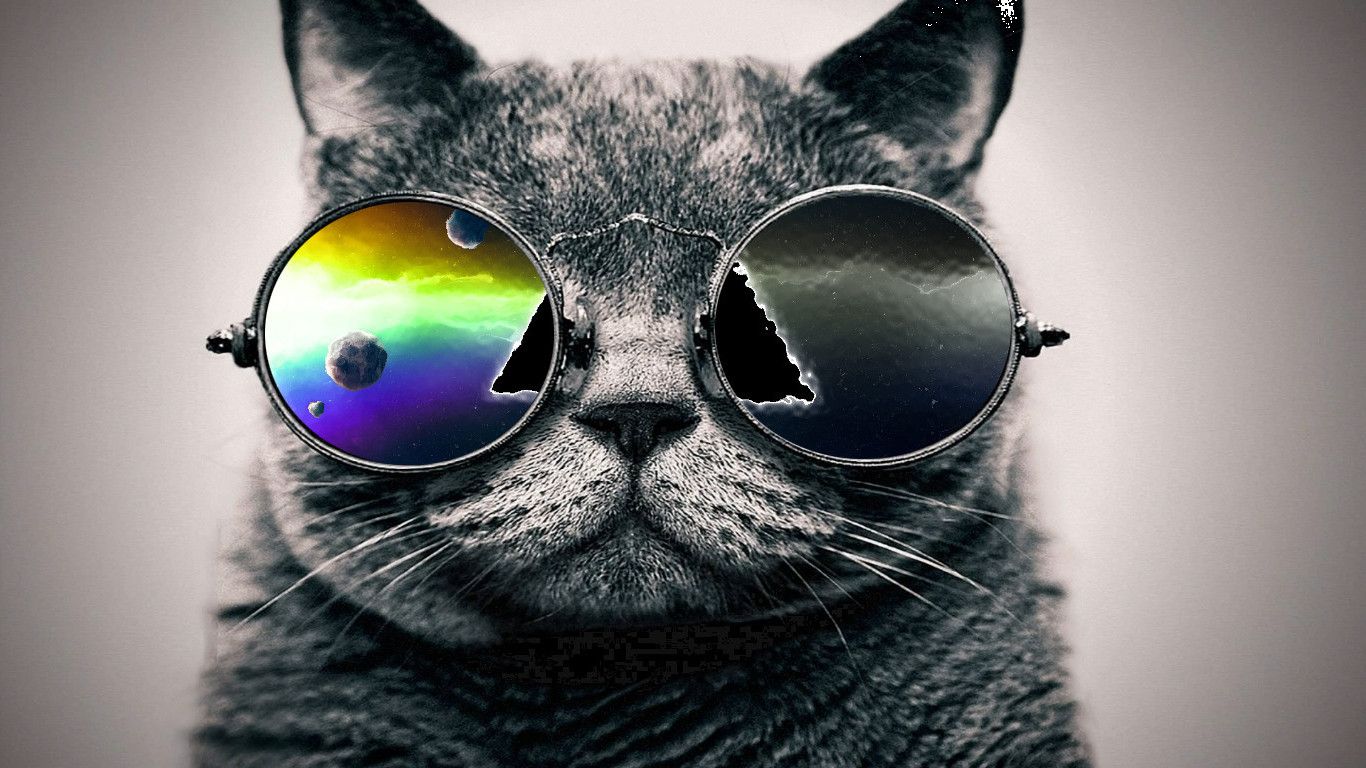 fond d'écran de chat hipster,lunettes,chat,moustaches,chats de petite à moyenne taille,des lunettes de soleil