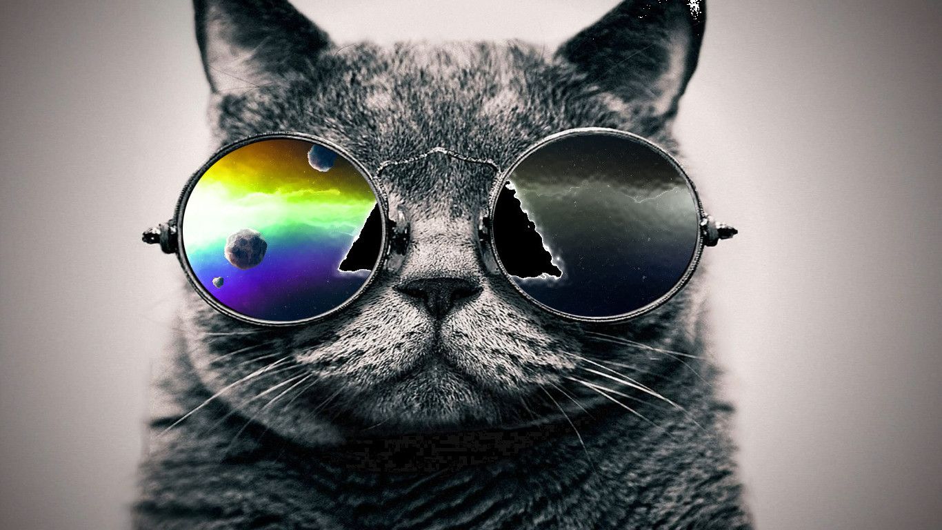 hipster katze tapete,brillen,katze,schnurrhaare,kleine bis mittelgroße katzen,sonnenbrille