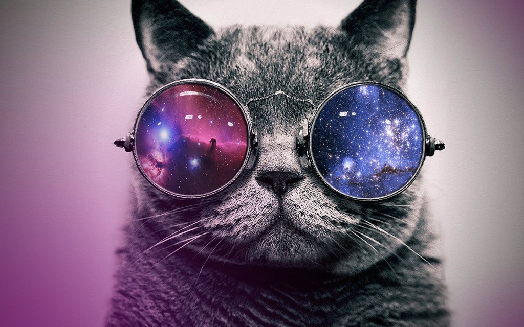 hipster cat wallpaper,eyewear,cat,glasses,whiskers,felidae