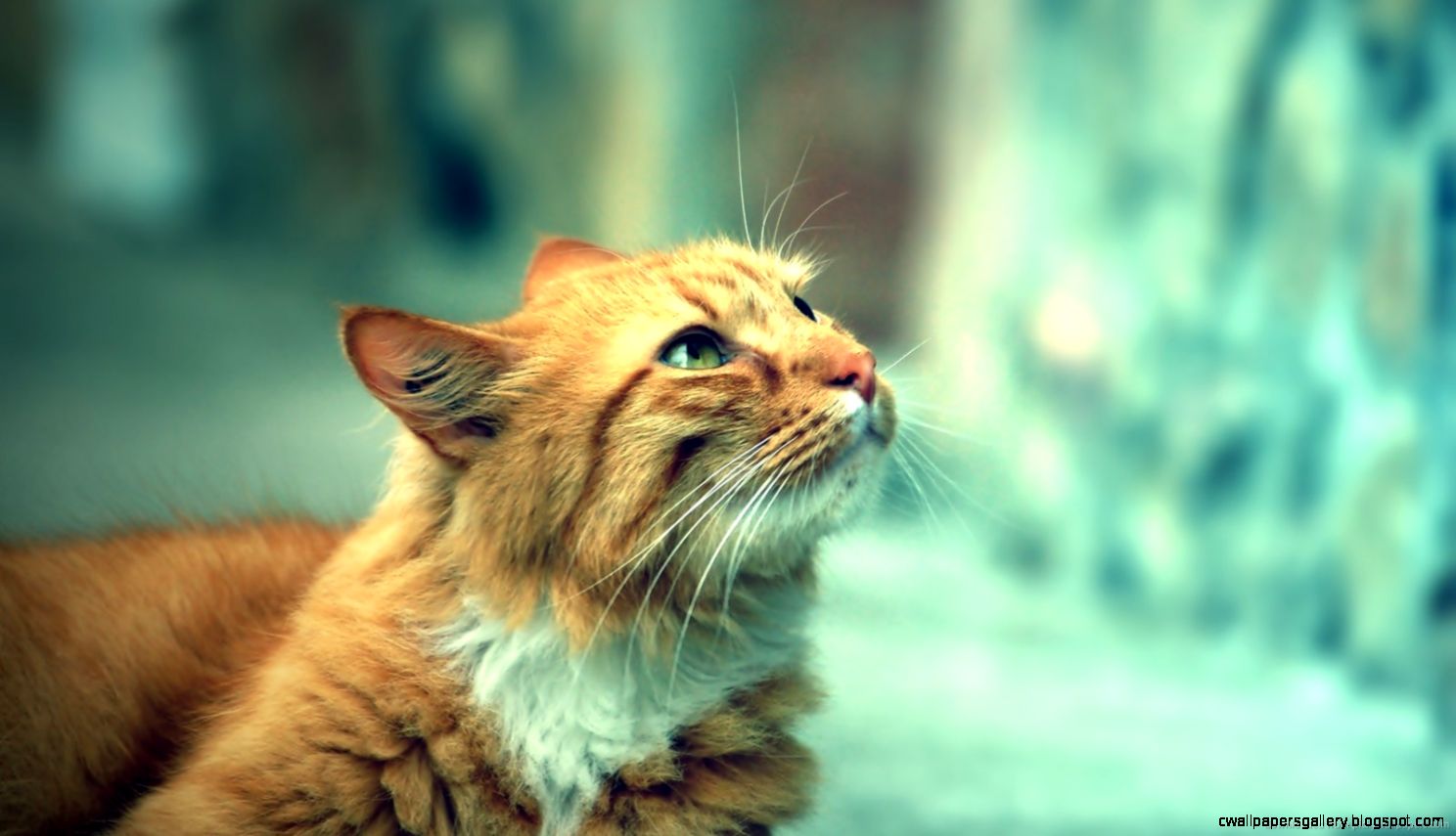 hipster cat wallpaper,cat,mammal,vertebrate,whiskers,felidae