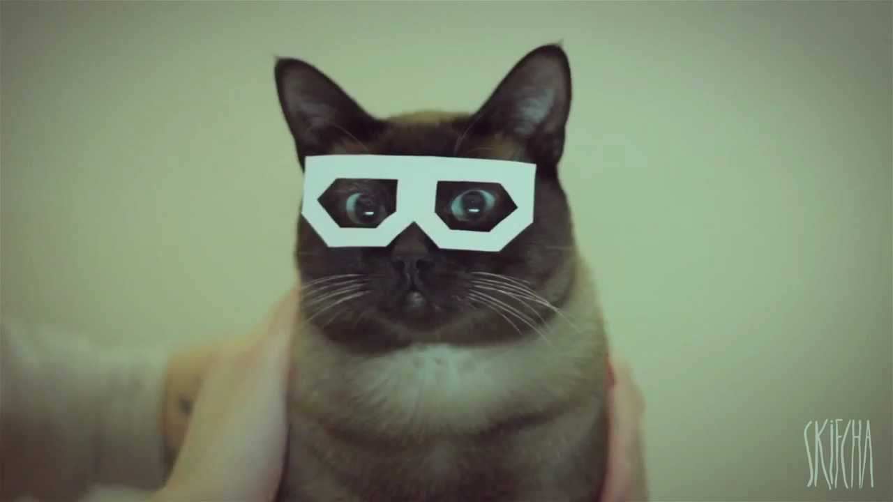 hipster cat wallpaper,gato,gatos pequeños a medianos,felidae,siamés,bigotes