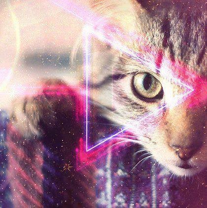 hipster cat wallpaper,gato,bigotes,felidae,gatos pequeños a medianos,rosado