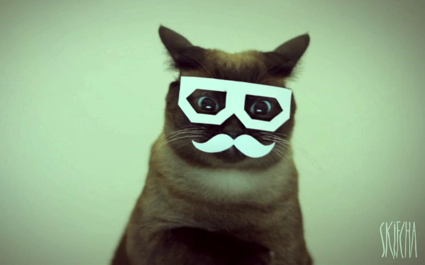 hipster cat wallpaper,cat,felidae,whiskers,black cat,snout