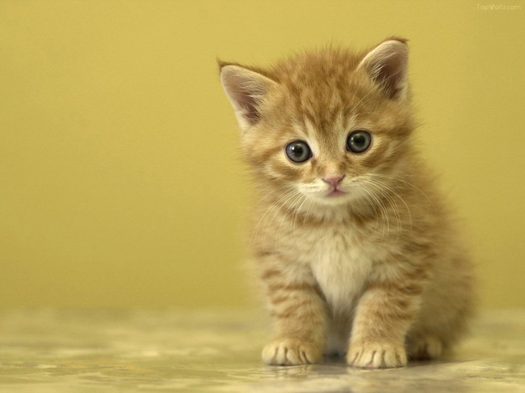 Nyan Katze Tapete Text Bildschirmfoto Grafikdesign Platz Spiele 66053 Wallpaperuse