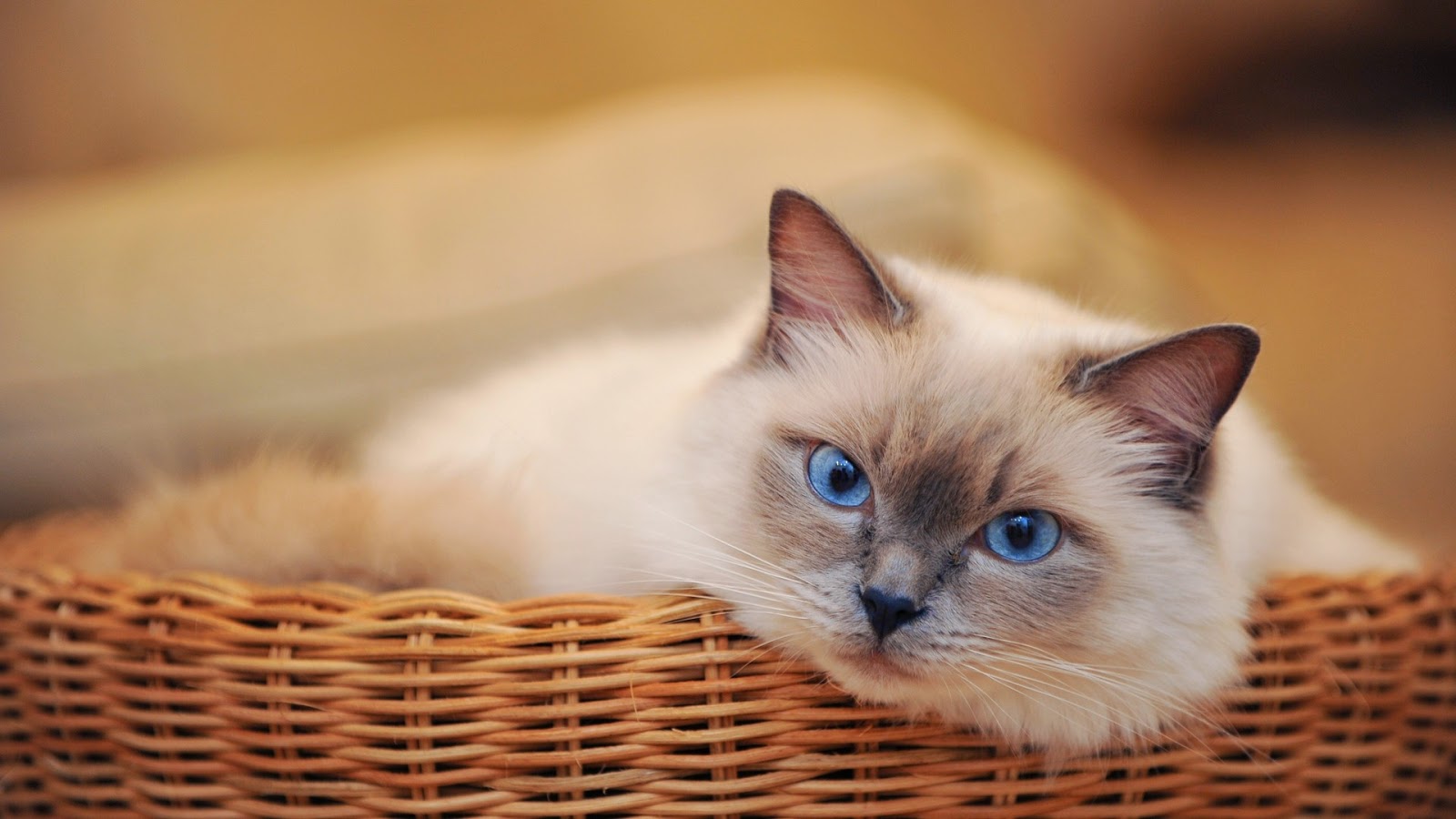 sad cat wallpaper,cat,mammal,small to medium sized cats,felidae,birman