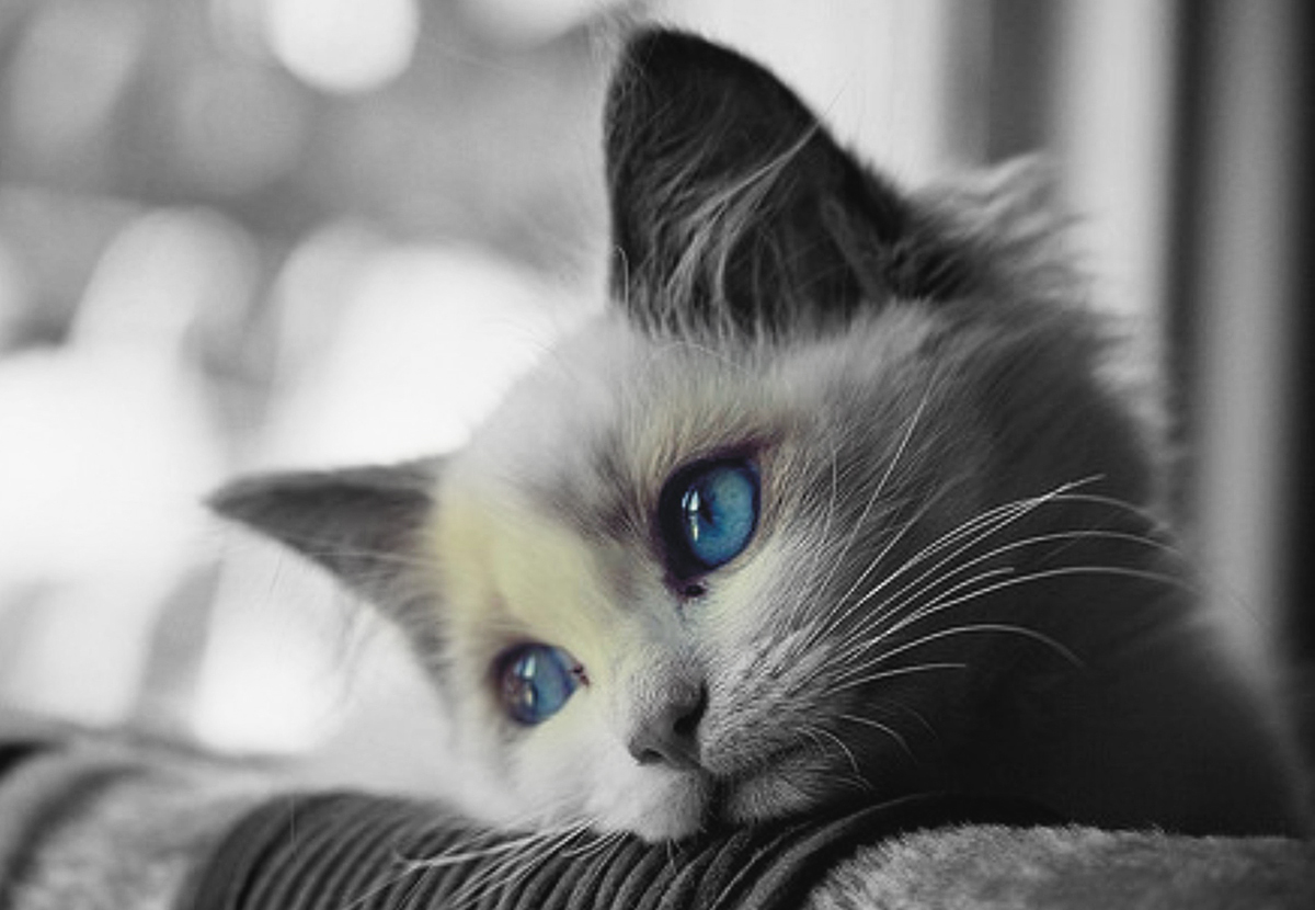 sad cat wallpaper,cat,vertebrate,whiskers,small to medium sized cats,mammal