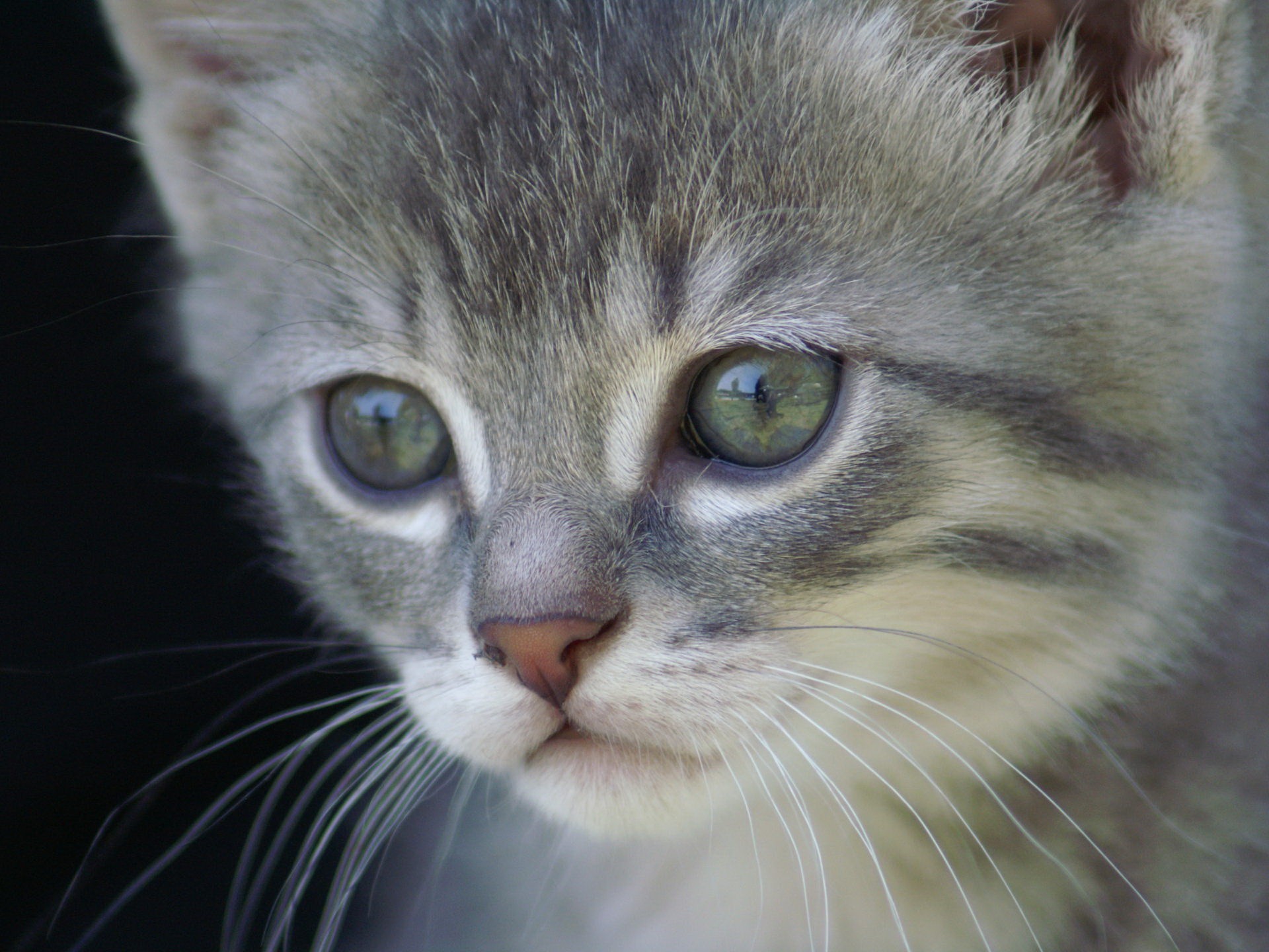 gato triste fondo de pantalla,gato,bigotes,gatos pequeños a medianos,felidae,gato doméstico de pelo corto