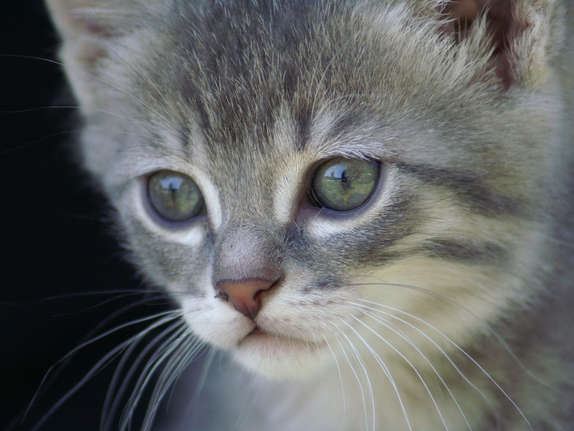 traurige katze tapete,katze,schnurrhaare,kleine bis mittelgroße katzen,felidae,hauskatze kurzhaarig