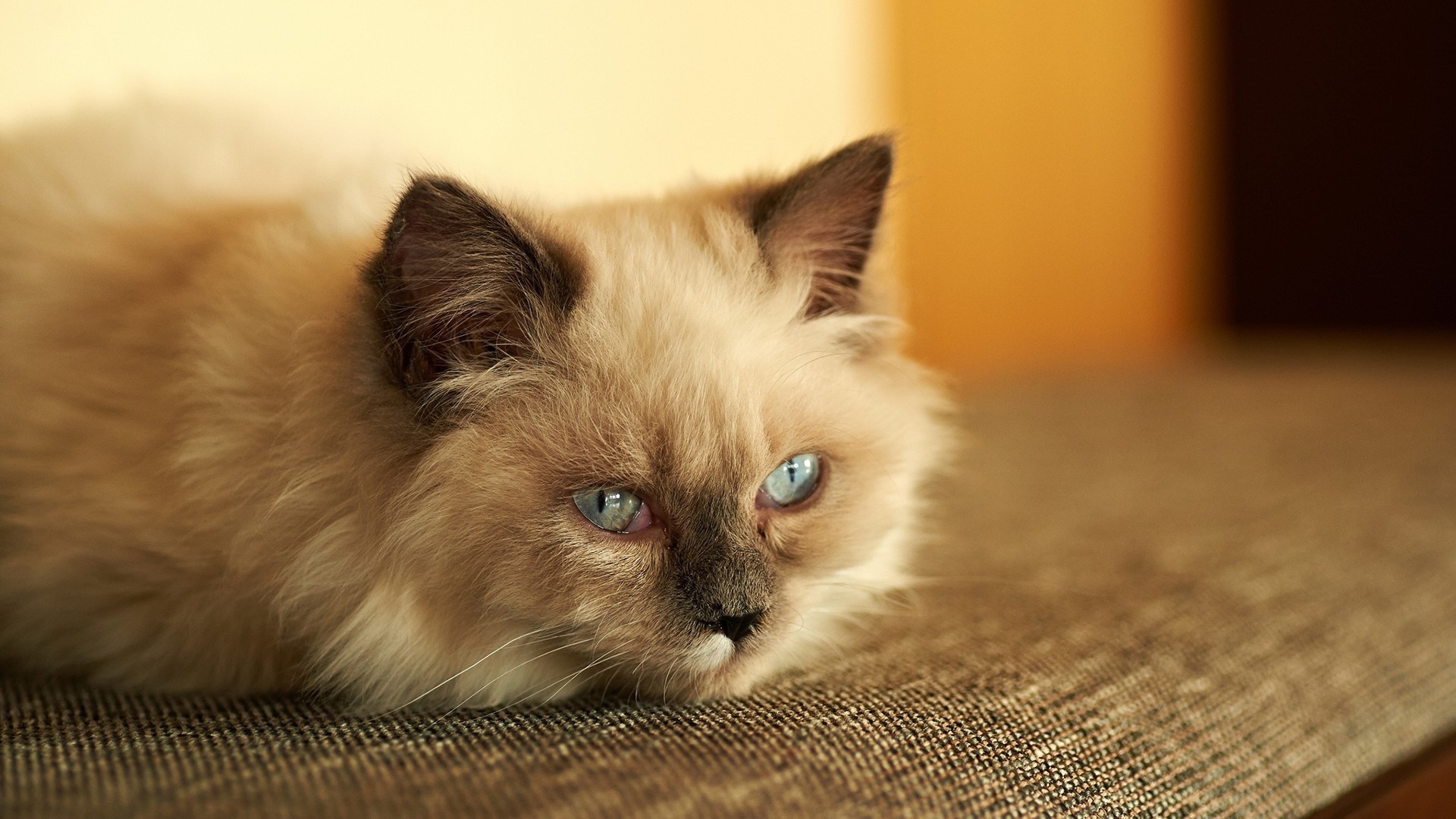 gato triste fondo de pantalla,gato,gatos pequeños a medianos,felidae,bigotes,ojo