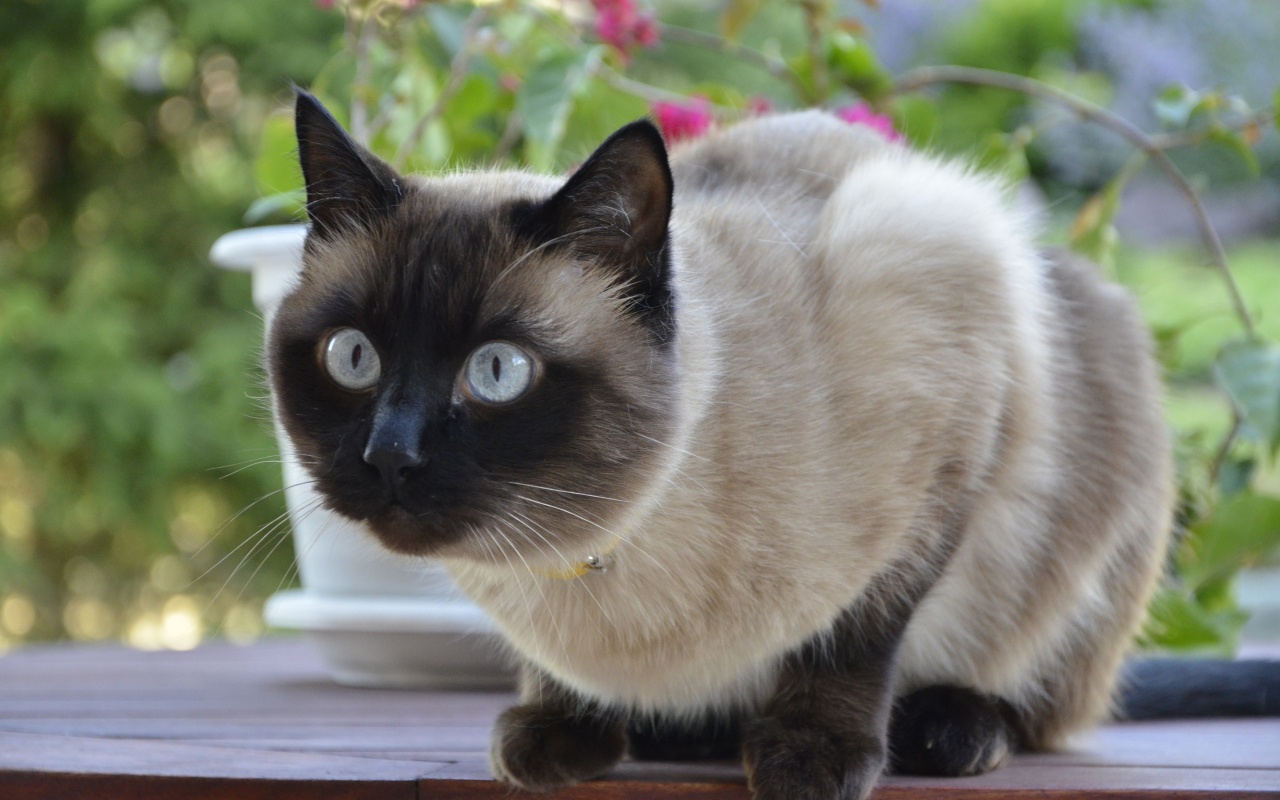 悲しい猫の壁紙,ネコ,シャム,中型から中型の猫,ネコ科,タイ人