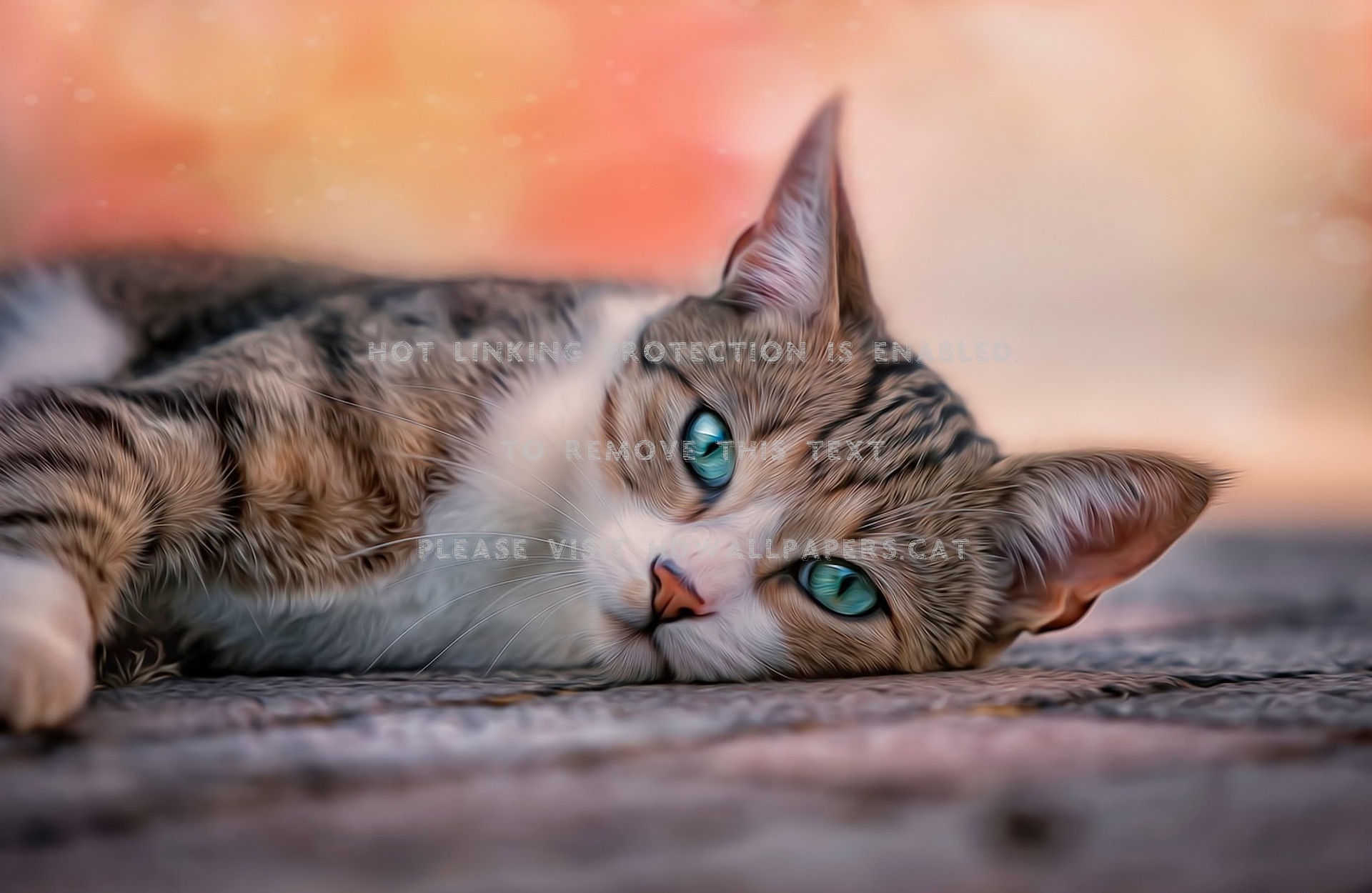 sad cat wallpaper,cat,small to medium sized cats,whiskers,mammal,felidae