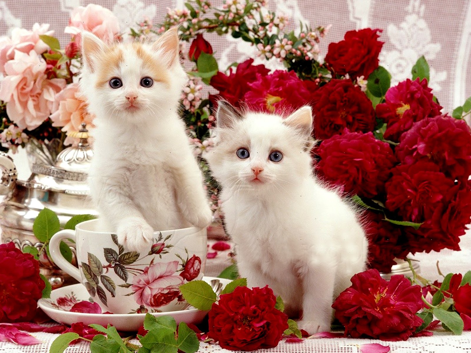 beautiful cats wallpapers download,cat,small to medium sized cats,felidae,whiskers,kitten