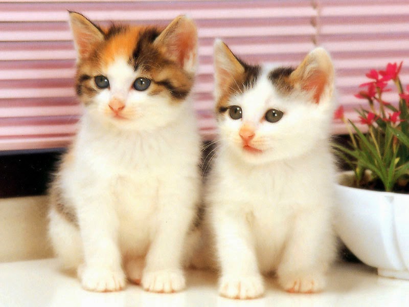 beaux chats fonds d'écran télécharger,chat,chats de petite à moyenne taille,félidés,moustaches,chaton