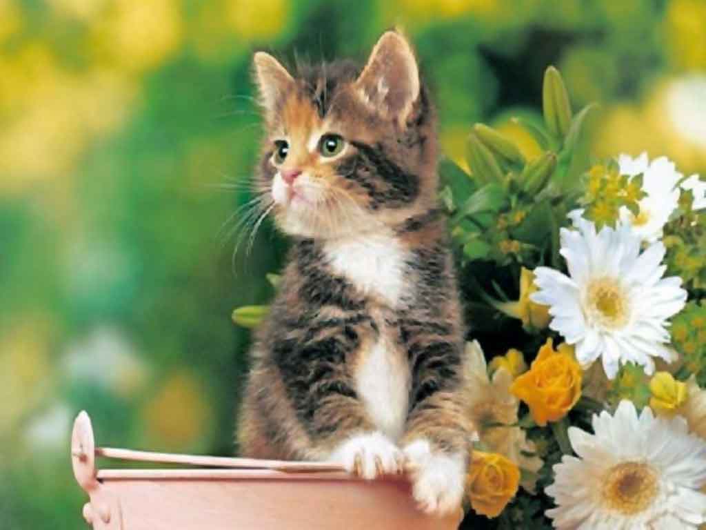 download di bellissimi gatti sfondi,gatto,gatti di piccola e media taglia,felidae,barba,gattino