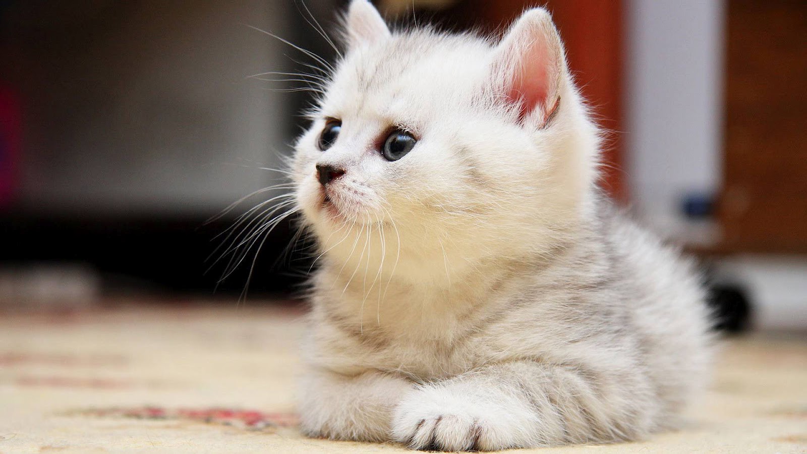 download di bellissimi gatti sfondi,gatto,gatti di piccola e media taglia,barba,felidae,gattino