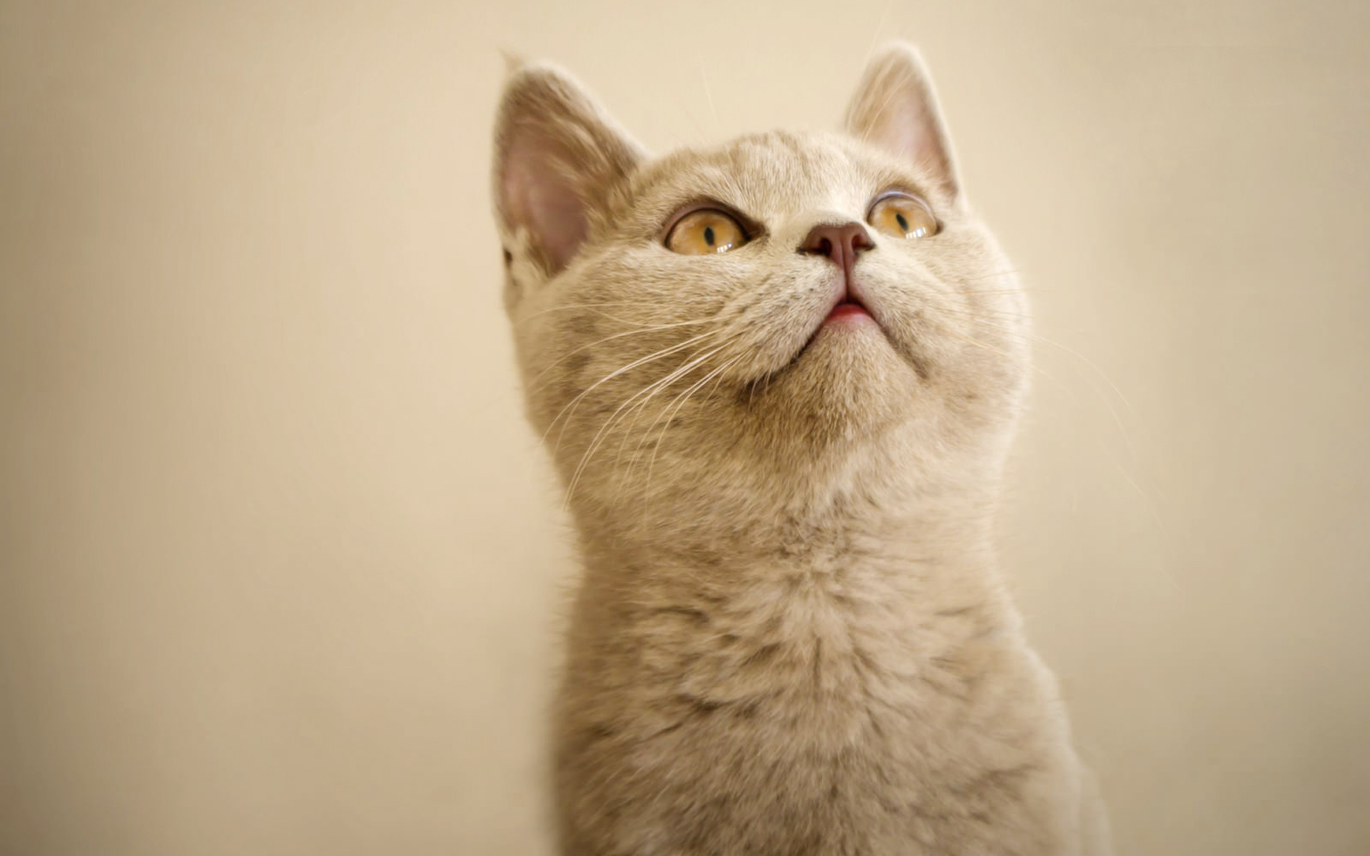 beaux chats fonds d'écran télécharger,chat,chats de petite à moyenne taille,moustaches,félidés,museau