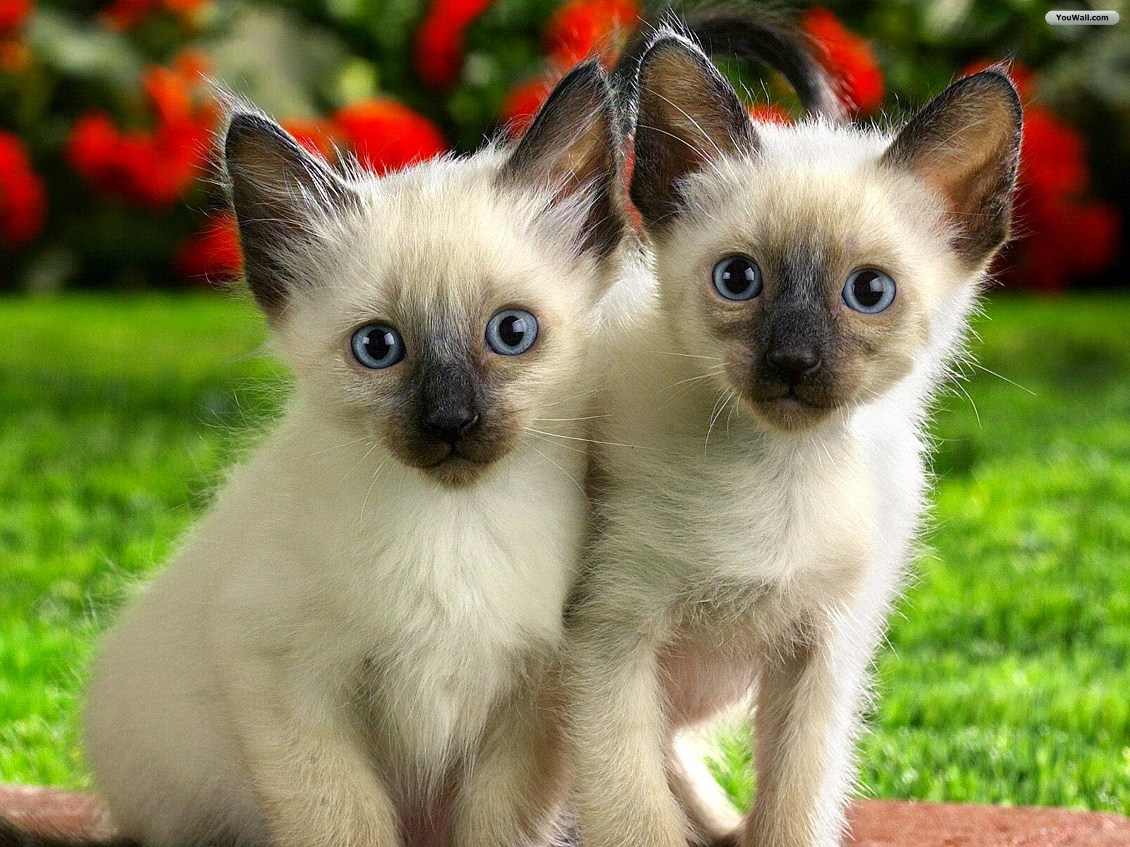 beaux chats fonds d'écran télécharger,chat,félidés,chats de petite à moyenne taille,thaïlandais,siamois