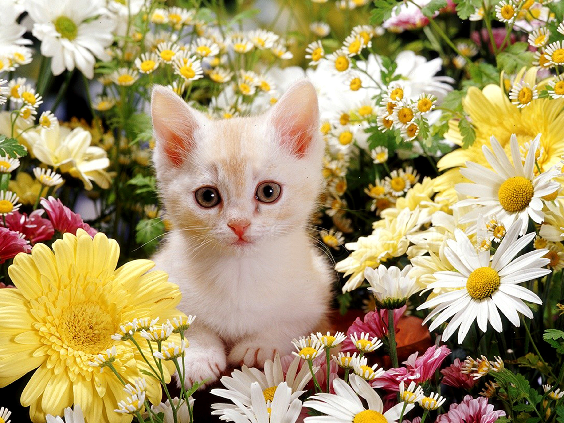 beautiful cats wallpapers download,cat,small to medium sized cats,mammal,felidae,whiskers