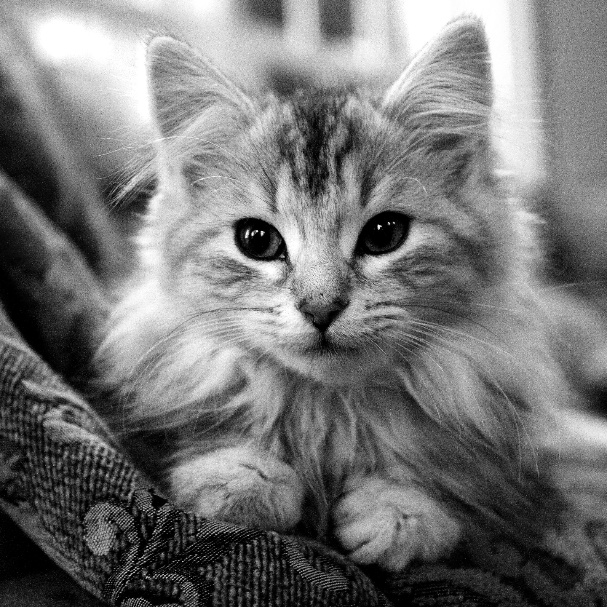 images de chat fond d'écran hd,chat,chats de petite à moyenne taille,moustaches,félidés,noir et blanc