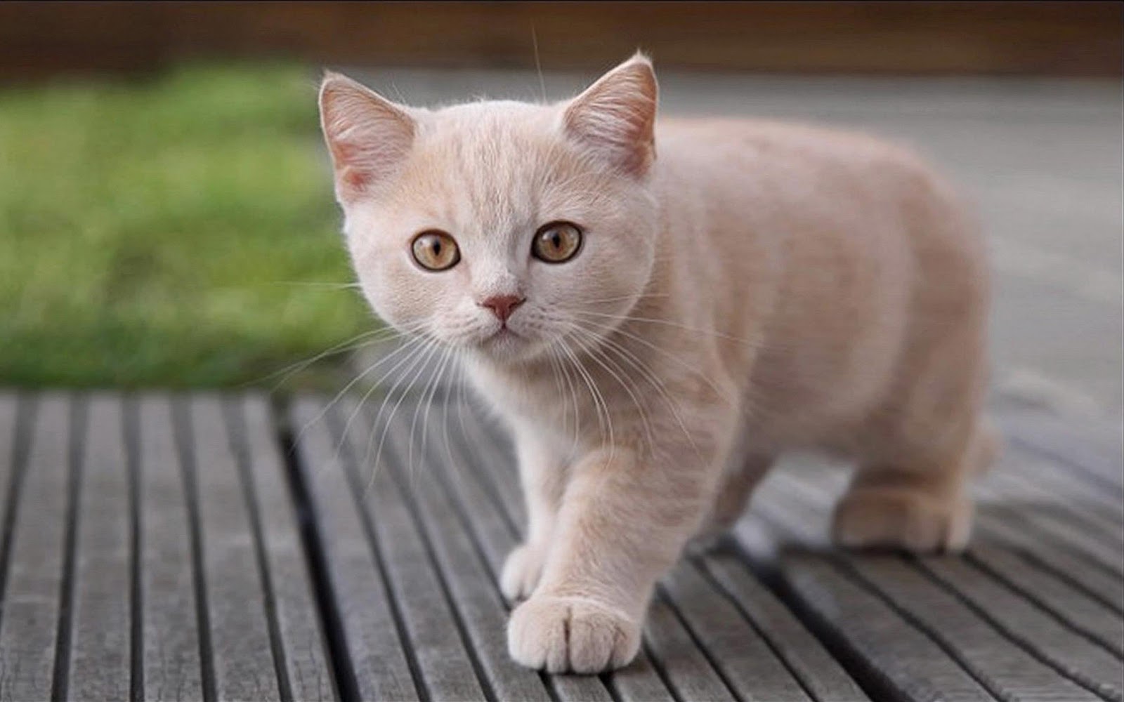 images de chat fond d'écran hd,chat,chats de petite à moyenne taille,moustaches,félidés,chat domestique à poil court