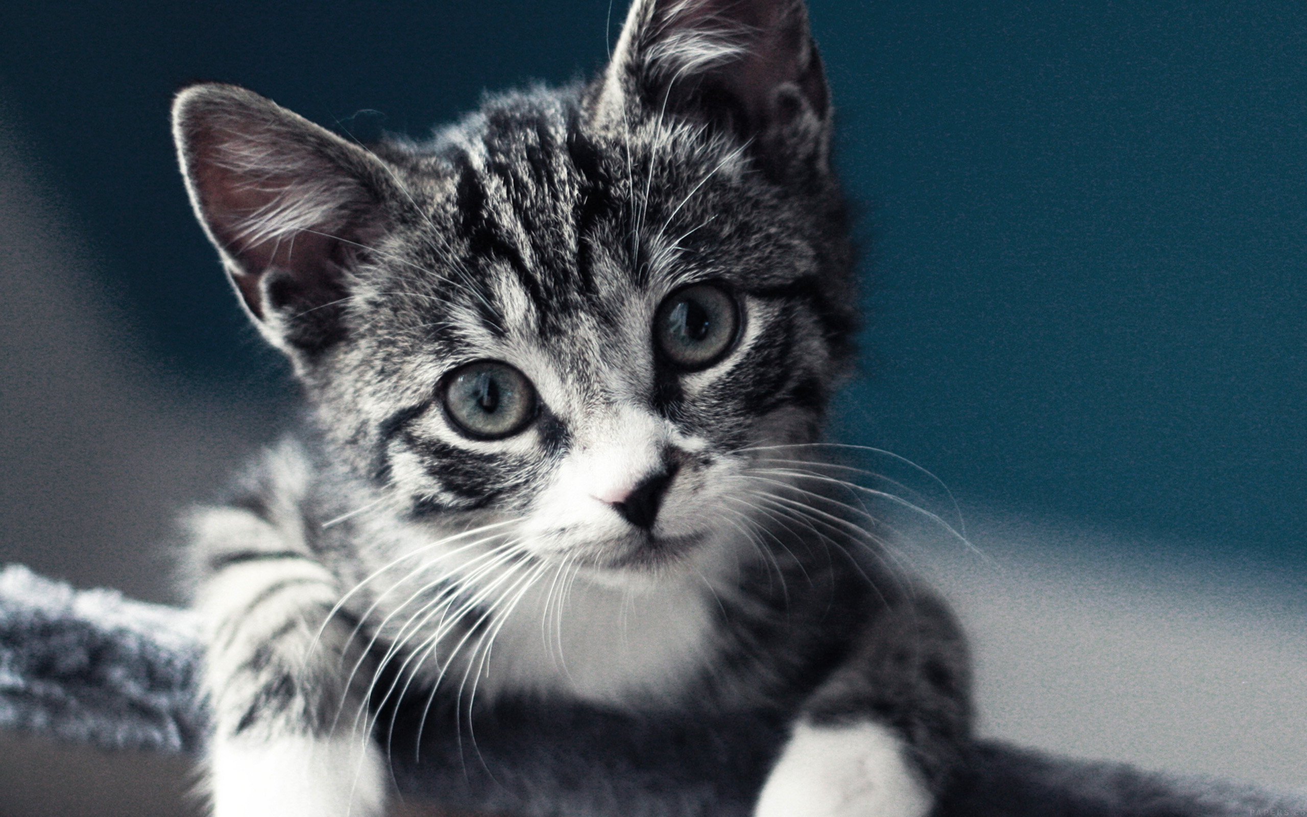 images de chat fond d'écran hd,chat,moustaches,chats de petite à moyenne taille,félidés,chat domestique à poil court