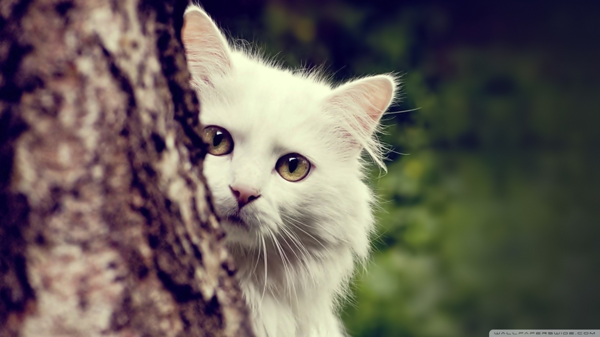 猫のデスクトップの壁紙 ネコ 中型から中型の猫 ひげ ネコ科 ぶち猫 Wallpaperuse