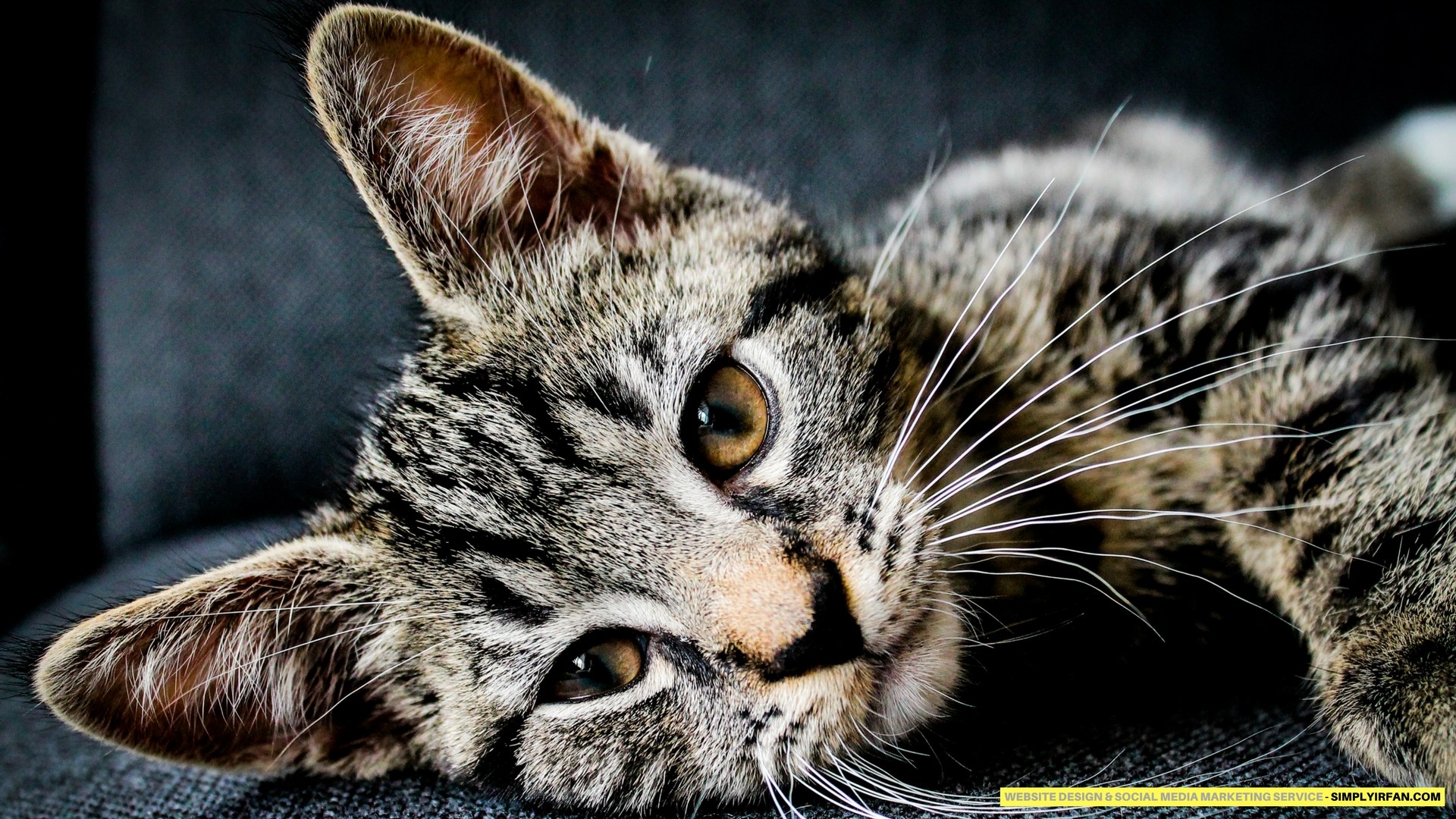 images de chat fond d'écran hd,chat,chats de petite à moyenne taille,moustaches,félidés,chat tigré