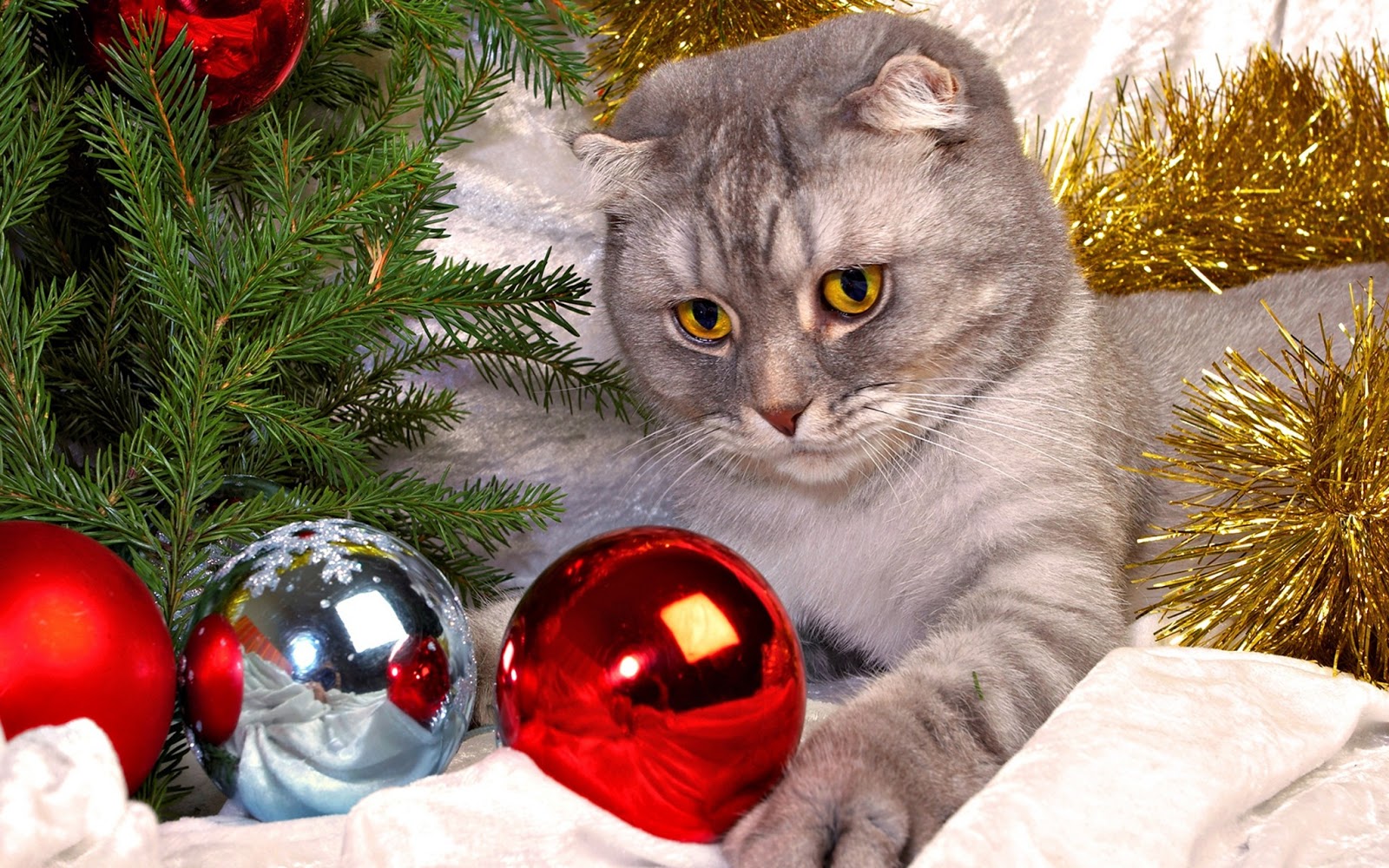 猫画像hd壁紙,クリスマスオーナメント,クリスマスツリー,クリスマス,ネコ,クリスマスの飾り