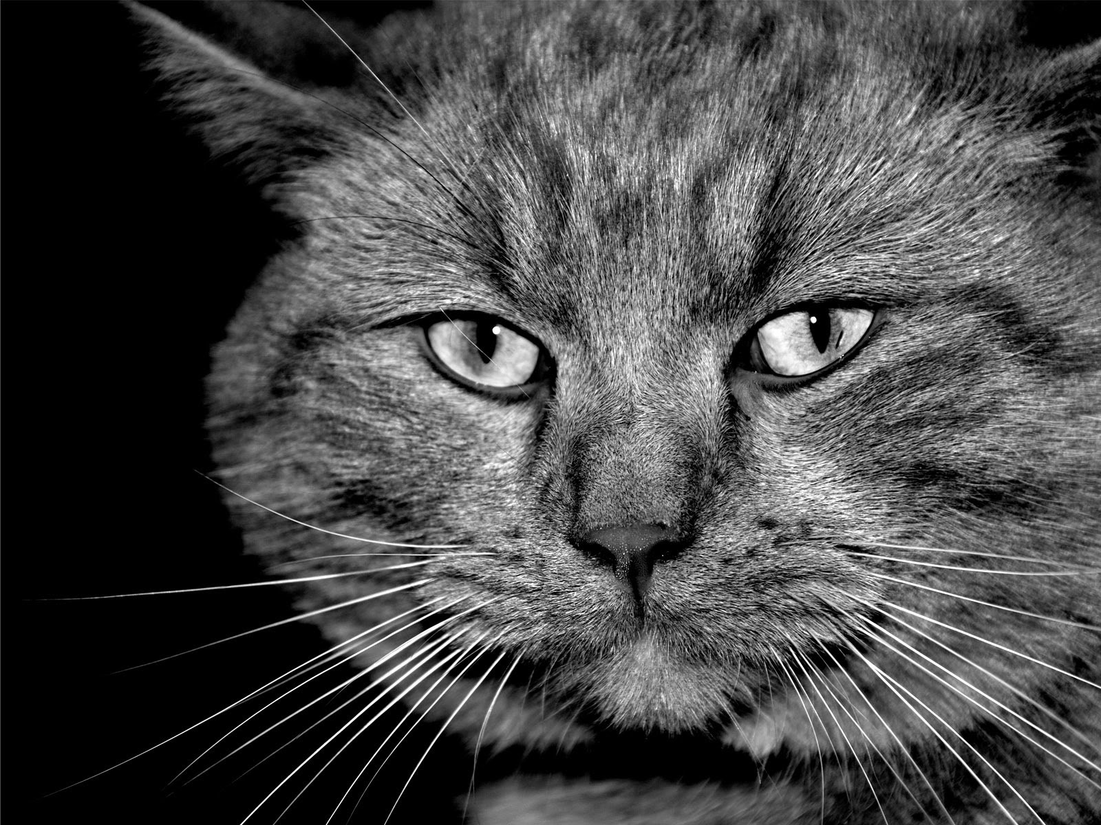 images de chat fond d'écran hd,chat,moustaches,chats de petite à moyenne taille,félidés,noir et blanc