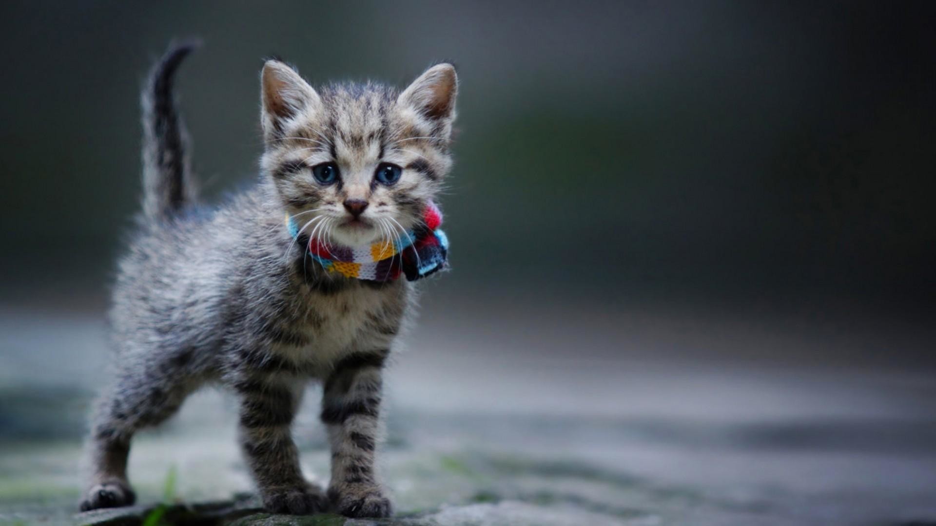 고양이 이미지 hd 벽지,고양이,중소형 고양이,felidae,구레나룻,자연