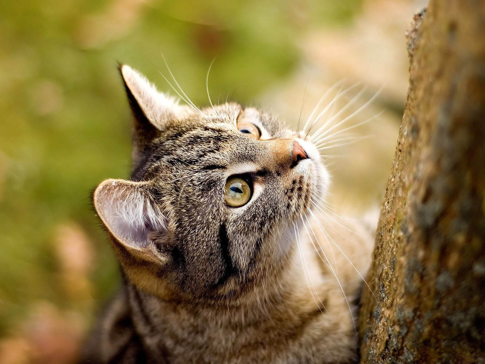 gato imágenes hd fondo de pantalla,gato,bigotes,gatos pequeños a medianos,felidae,gato atigrado