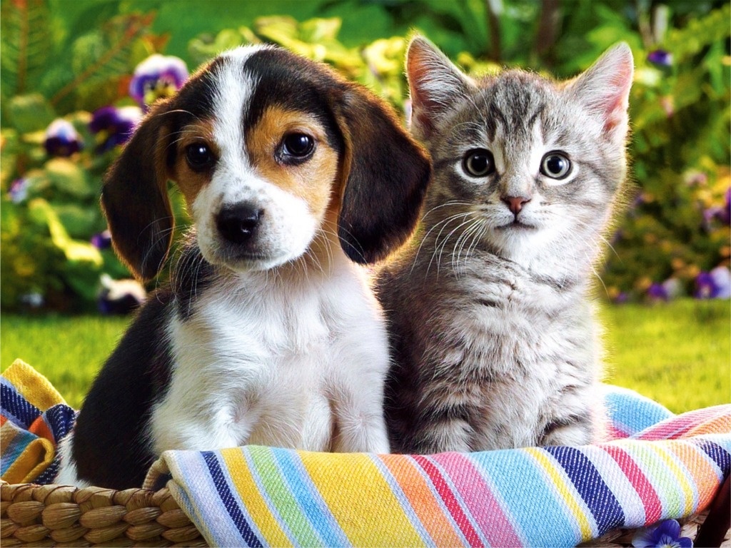 kitten wallpaper hd,mammal,vertebrate,dog breed,dog,canidae