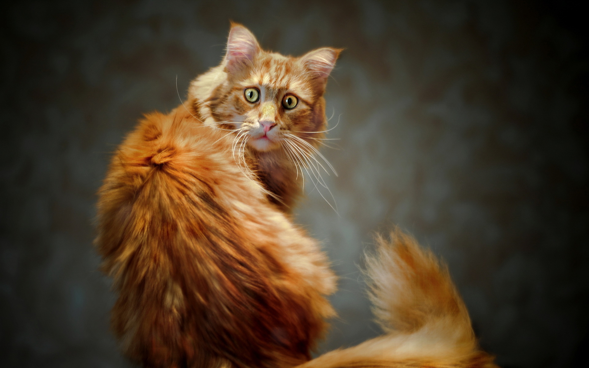 red cat wallpaper,cat,mammal,vertebrate,small to medium sized cats,felidae