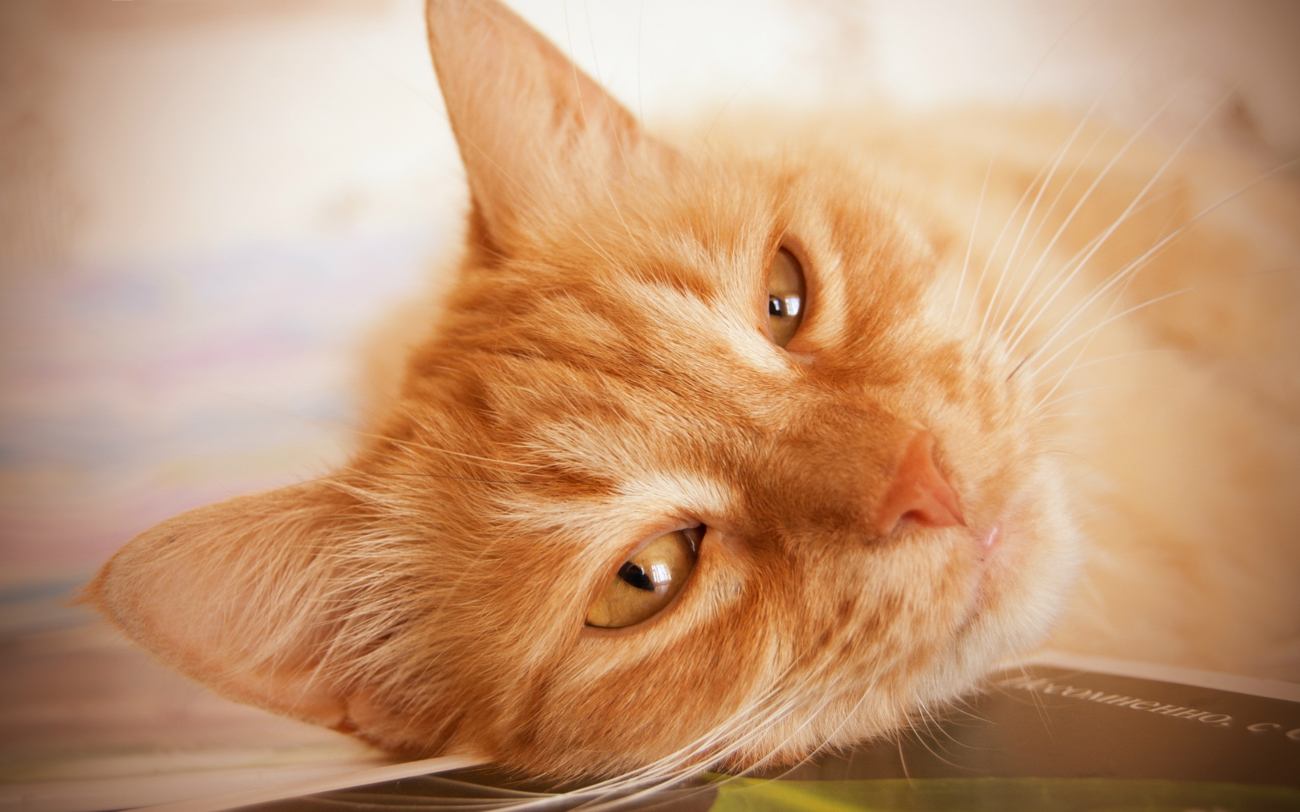 carta da parati gatto rosso,gatto,gatti di piccola e media taglia,barba,felidae,avvicinamento