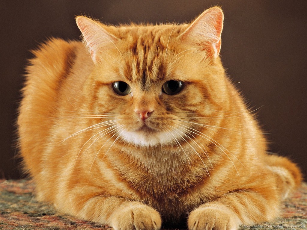 빨간 고양이 벽지,고양이,중소형 고양이,구레나룻,felidae,얼룩 고양이