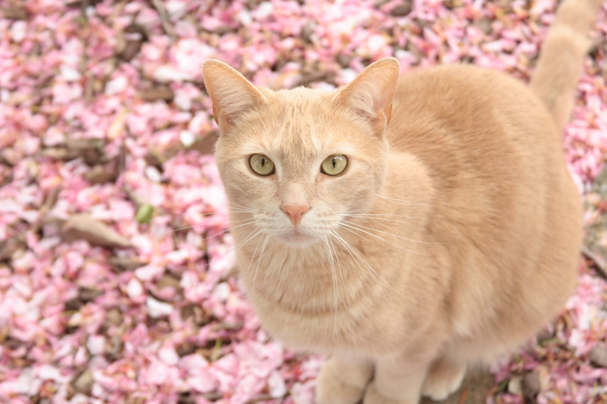 빨간 고양이 벽지,고양이,중소형 고양이,felidae,구레나룻,얼룩 고양이