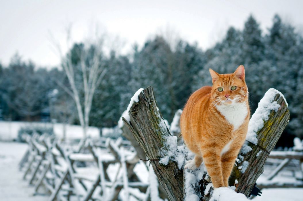 fond d'écran chat rouge,chat,chats de petite à moyenne taille,félidés,neige,hiver