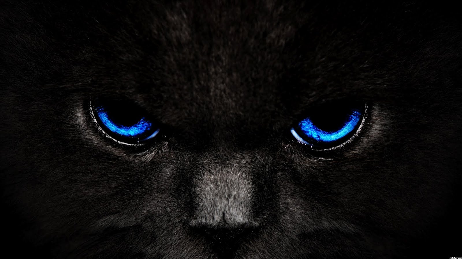 fondo de pantalla de gato rojo,gato negro,gato,azul,felidae,negro