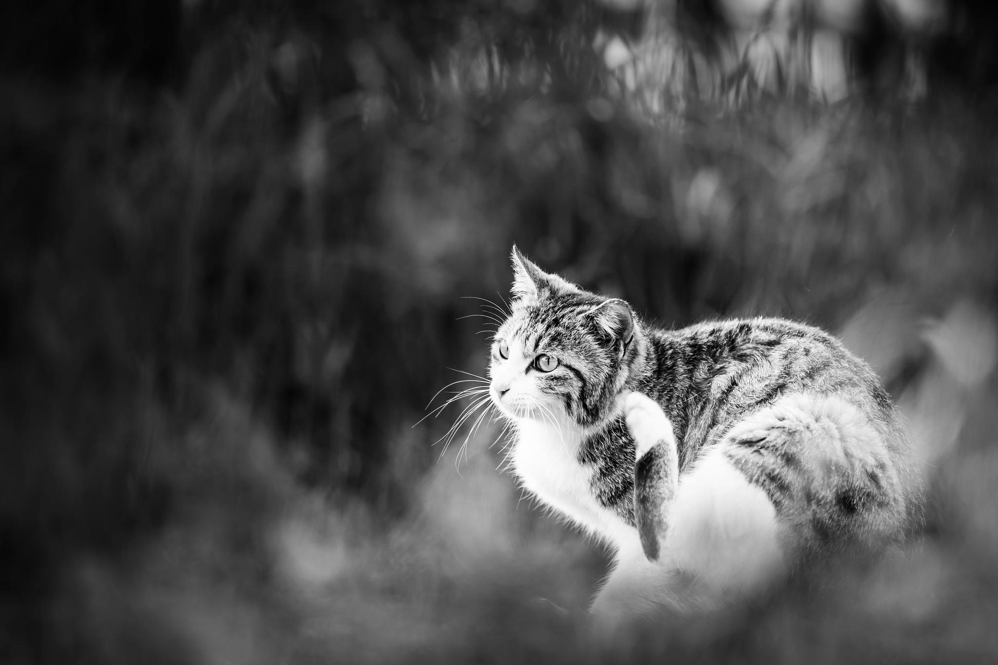 cat wallpaper hd free download,cat,white,black and white,black,whiskers