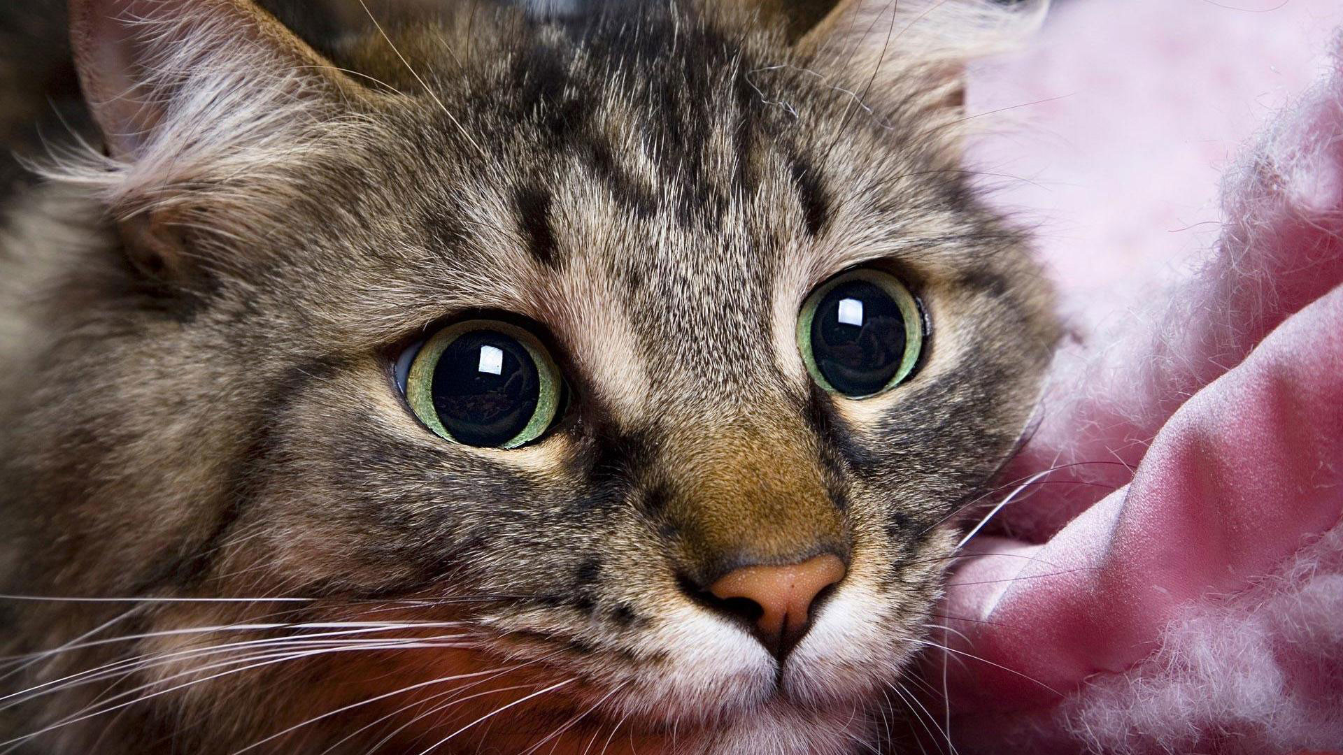 Keep Your Pet Cat Purring With These Tips.