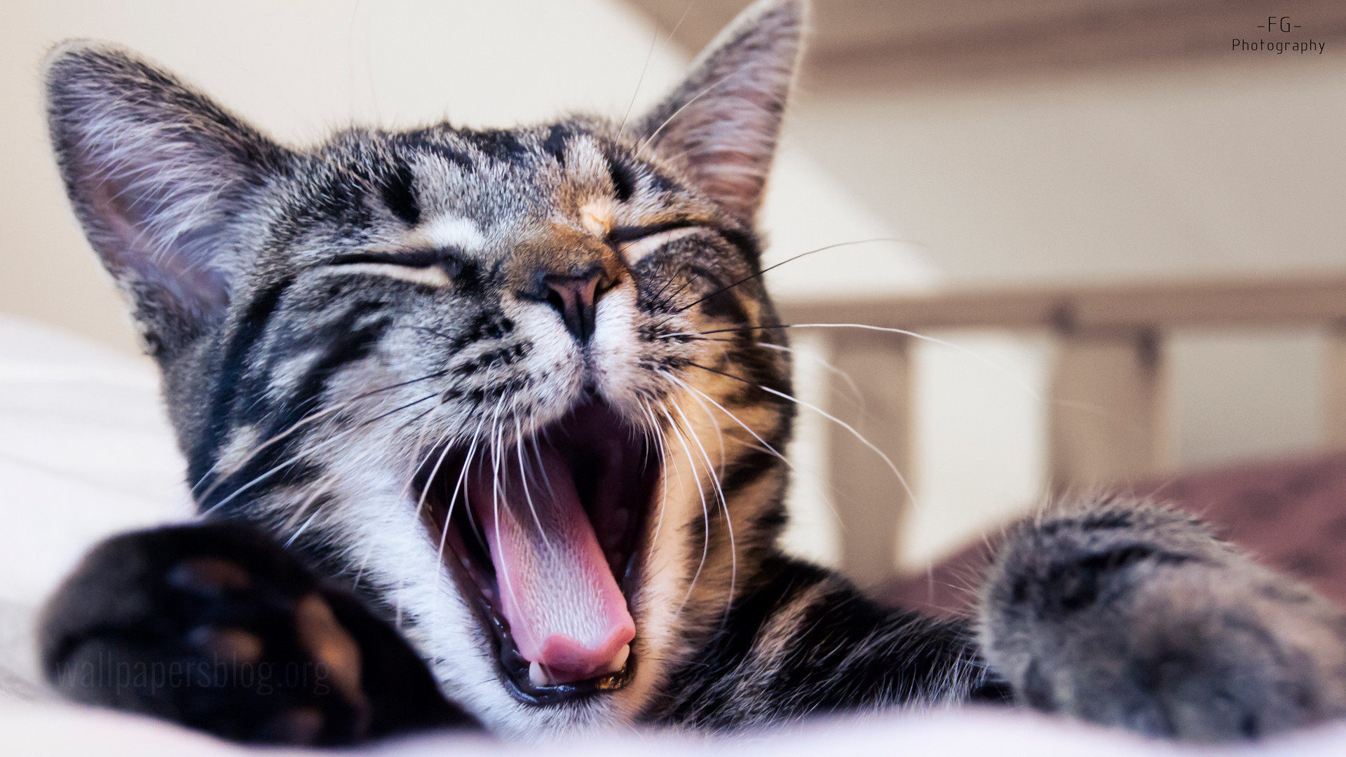 cat hd wallpaper 1920x1080,cat,whiskers,felidae,small to medium sized cats,yawn