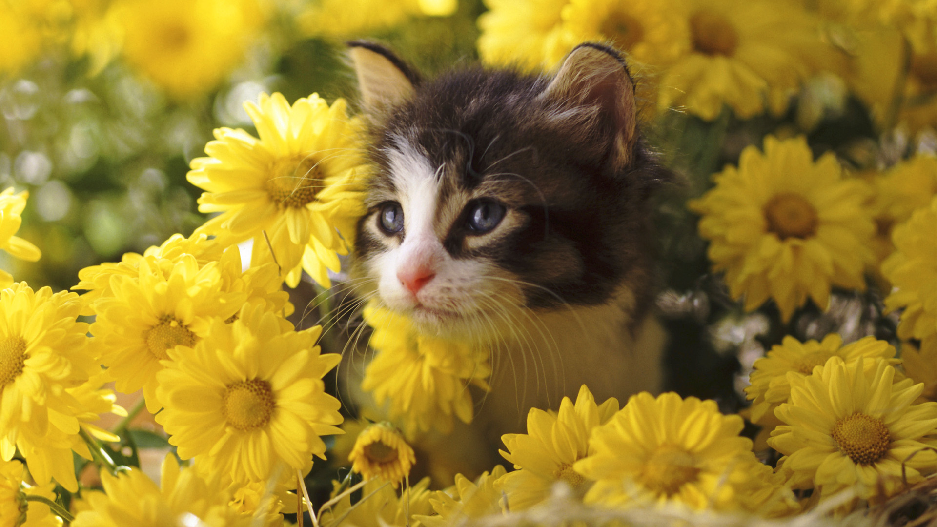 cat hd wallpaper 1920x1080,cat,small to medium sized cats,felidae,yellow,whiskers