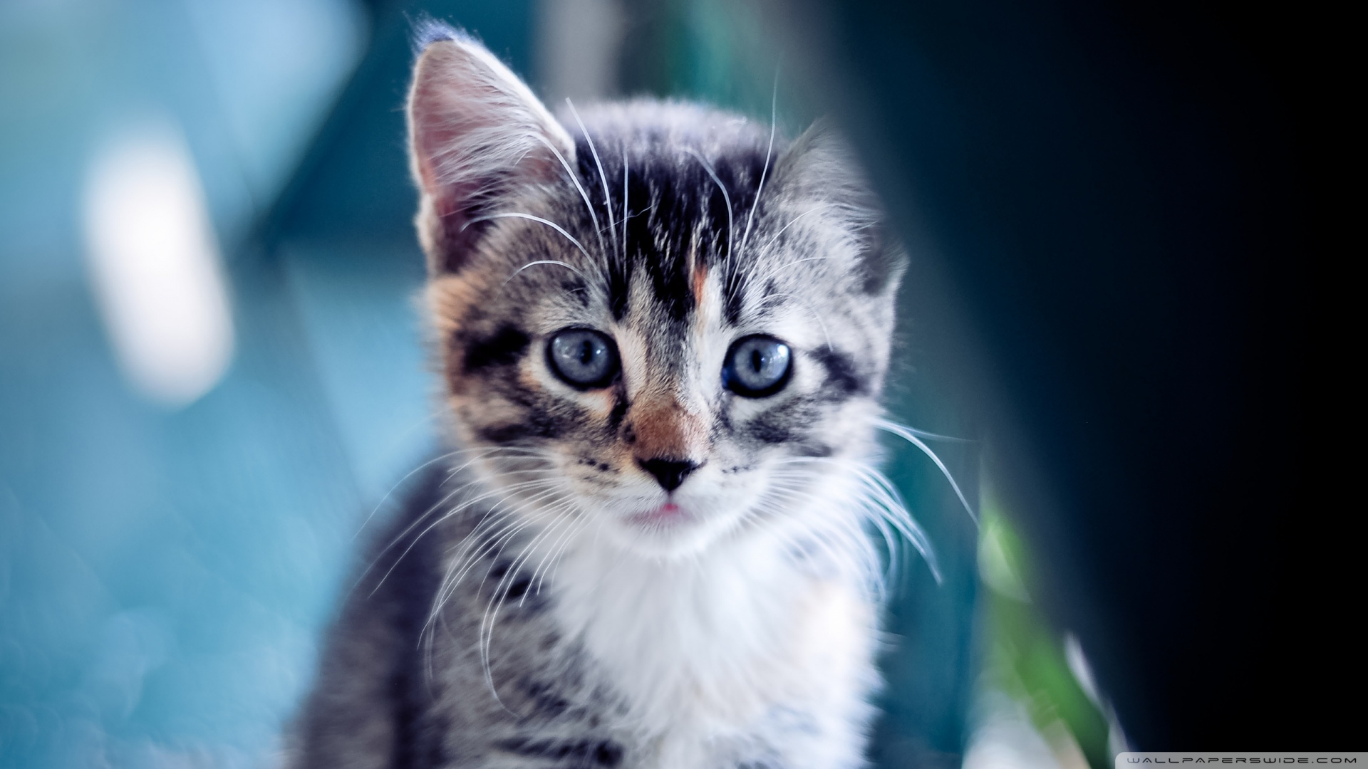 fond d'écran kedi,chat,moustaches,chats de petite à moyenne taille,félidés,chaton