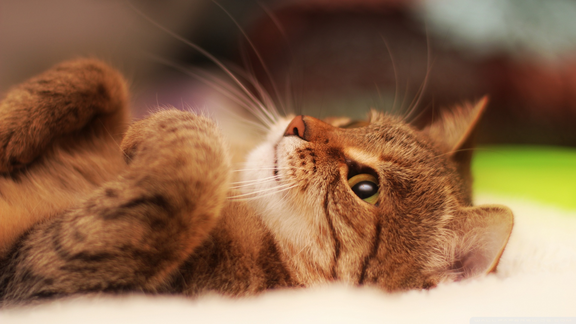 fondo de pantalla kedi,gato,gatos pequeños a medianos,bigotes,felidae,gato atigrado