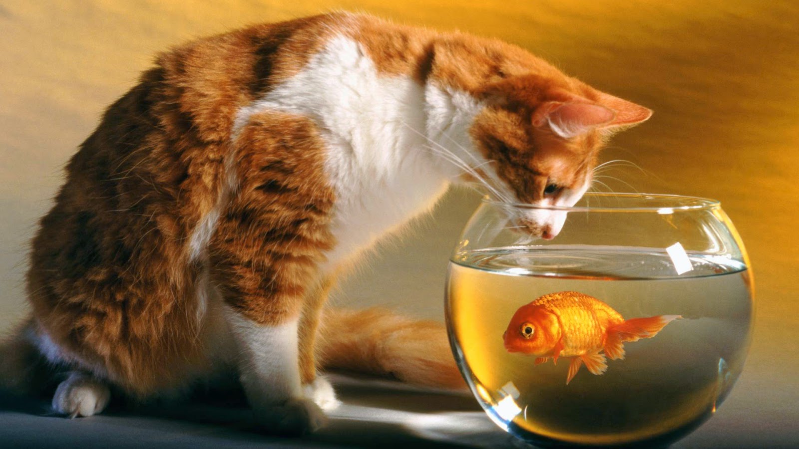 cute cats wallpapers free download,cat,small to medium sized cats,felidae,goldfish,whiskers